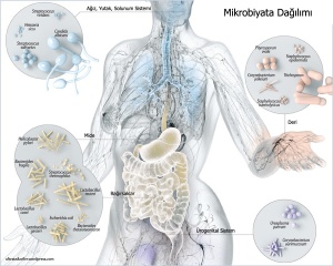 mikrobiyata01